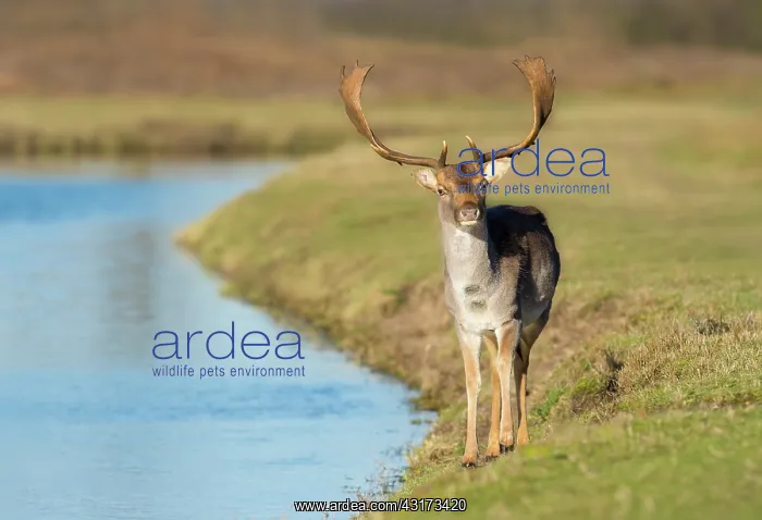 : Fallow Deer : Fallow Deer