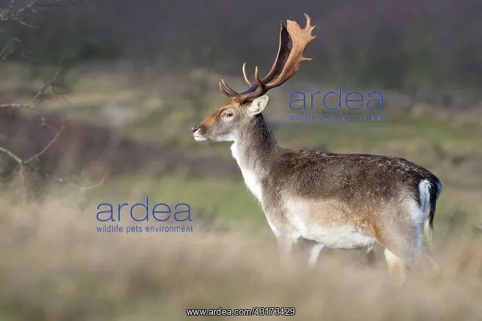 : Fallow Deer : Fallow Deer