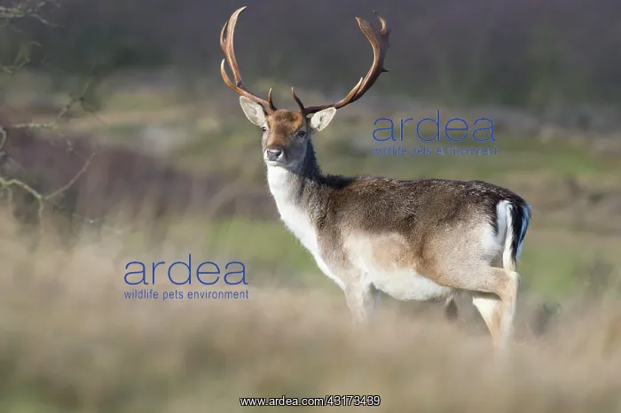 : Fallow Deer : Fallow Deer