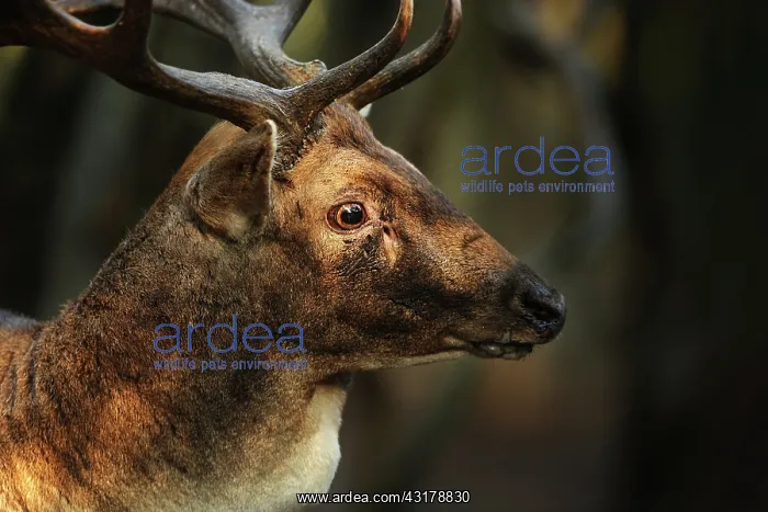 : Fallow Deer : Fallow Deer
