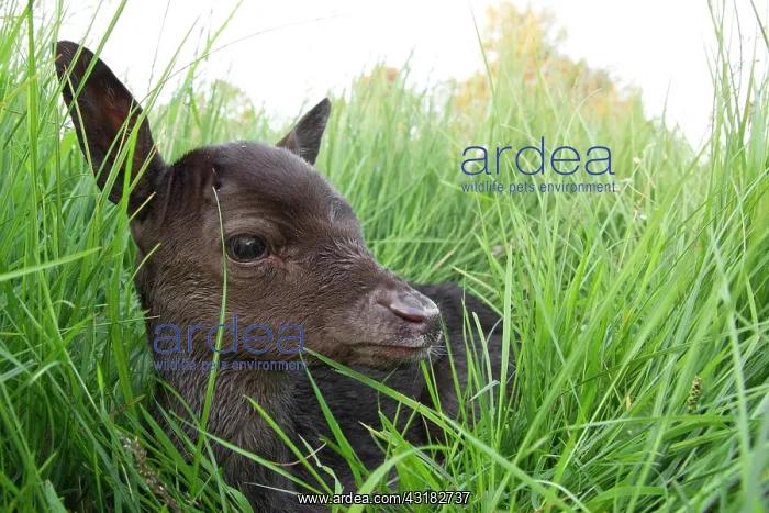 : Fallow Deer : Fallow Deer