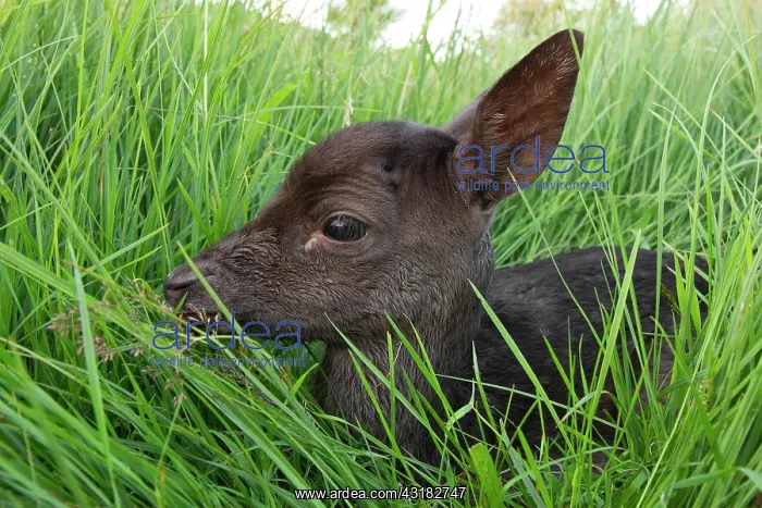 : Fallow Deer : Fallow Deer