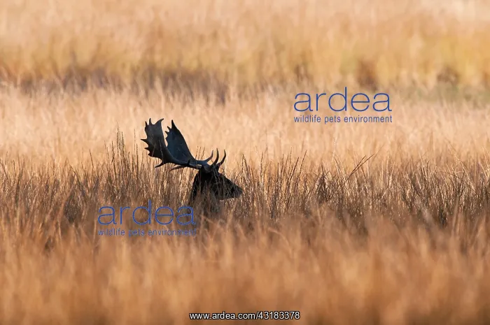 : Fallow Deer : Fallow Deer