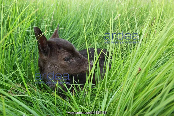 : Fallow Deer : Fallow Deer