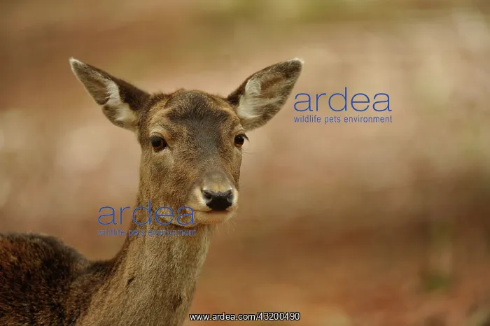 : Fallow Deer : Fallow Deer