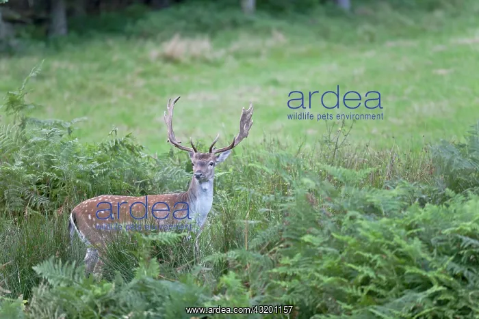 : Fallow Deer : Fallow Deer