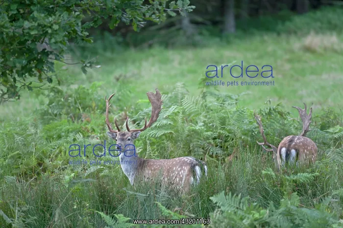 : Fallow Deer : Fallow Deer