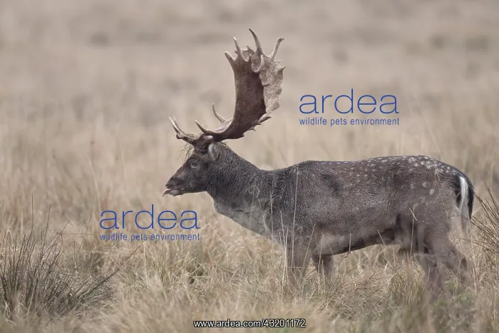: Fallow Deer : Fallow Deer