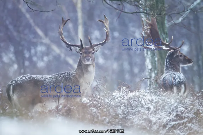 : Fallow Deer : Fallow Deer