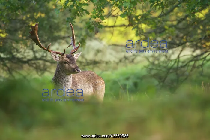  : Fallow Deer