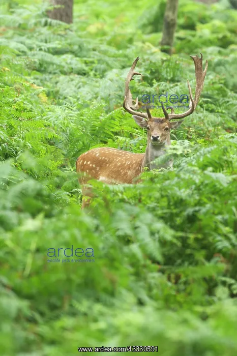 : Fallow Deer : Fallow Deer