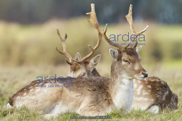 : Fallow Deer - two adult bucks resting : Fallow Deer - two adult bucks resting