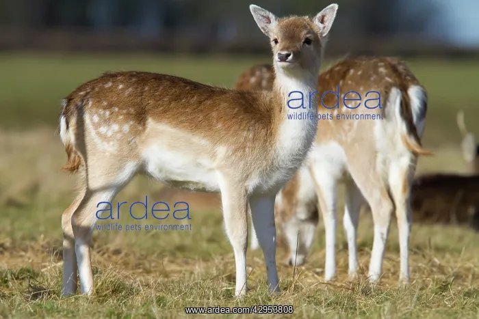 : Fallow Deer - alert looking doe : Fallow Deer - alert looking doe