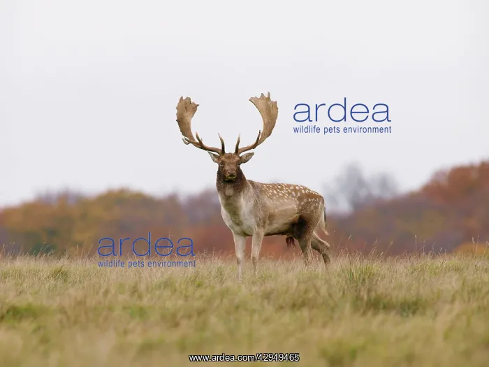 : Fallow deer - buck : Fallow deer - buck