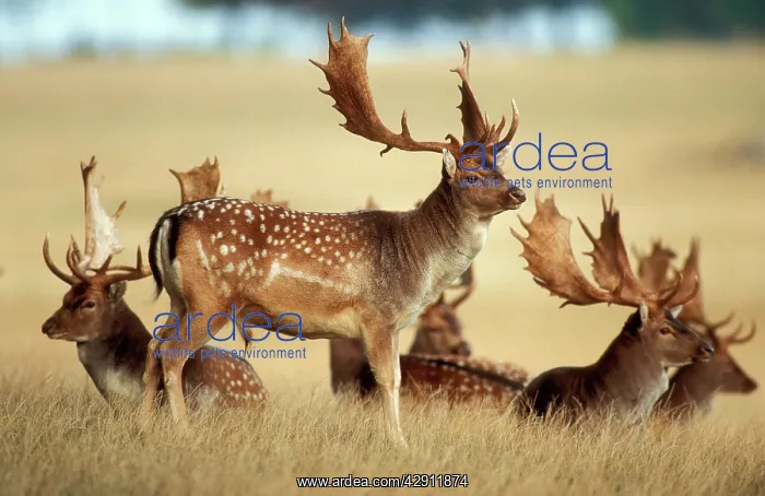 : Fallow DEER - Buck bachelor group : Fallow DEER - Buck bachelor group