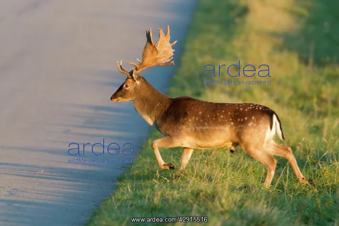 : Fallow Deer - buck crossing road : Fallow Deer - buck crossing road