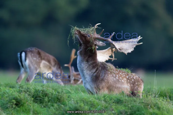 : Fallow Deer - buck with grass on antlers during the rut : Fallow Deer - buck with grass on antlers during the rut