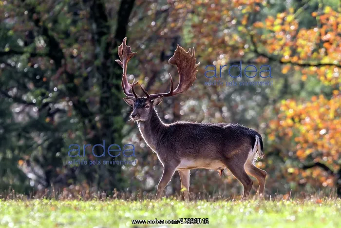 : Fallow Deer - buck. Haute Saone, France : Fallow Deer - buck. Haute Saone, France
