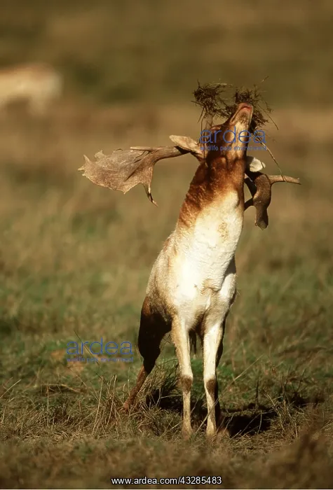 : FALLOW DEER - buck / male calling, with grass on head : FALLOW DEER - buck / male calling, with grass on head