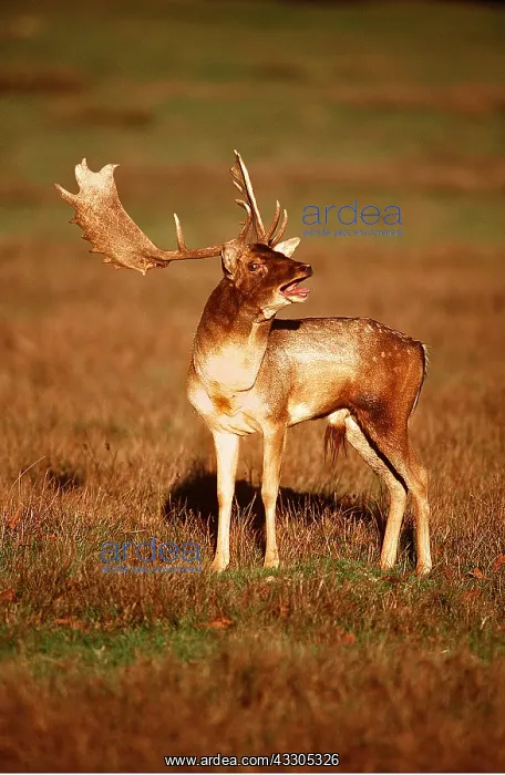 : FALLOW DEER - Buck / male in rut on lek, calling : FALLOW DEER - Buck / male in rut on lek, calling