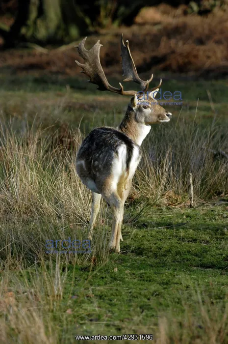 : Fallow DEER - buck with palmate antlers : Fallow DEER - buck with palmate antlers