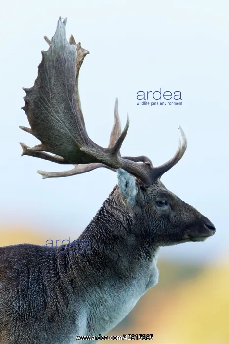: Fallow Deer - buck portrait : Fallow Deer - buck portrait