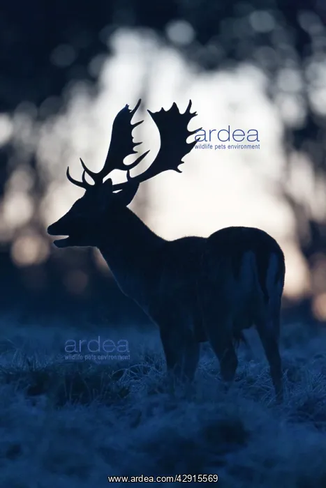 : Fallow Deer - buck roaring at dawn - during the rut : Fallow Deer - buck roaring at dawn - during the rut