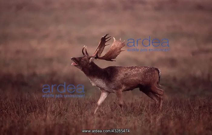 : FALLOW DEER - buck roaring in rut : FALLOW DEER - buck roaring in rut