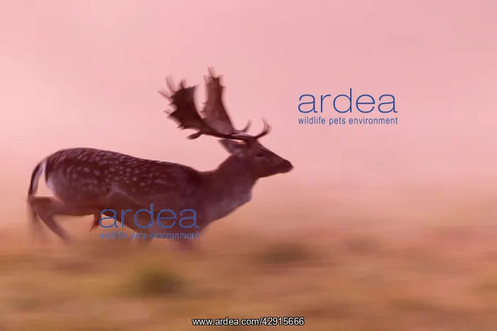 : Fallow Deer - buck running across a meadow at dawn : Fallow Deer - buck running across a meadow at dawn