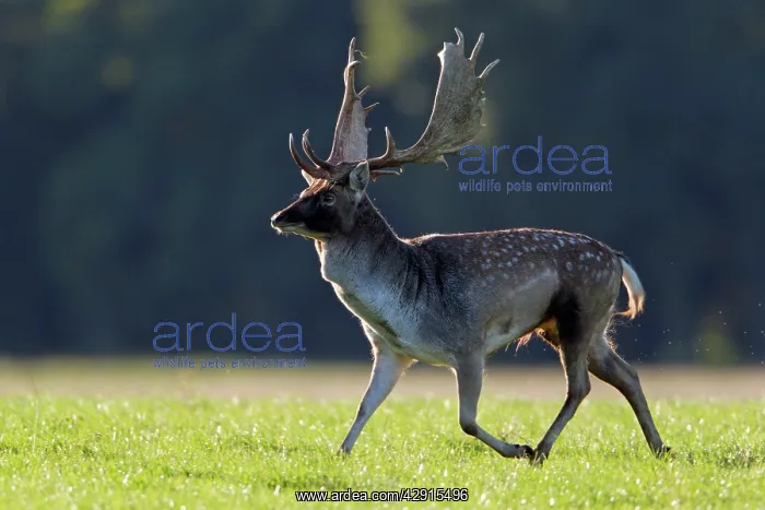  : Fallow Deer - buck running - during the rutting season