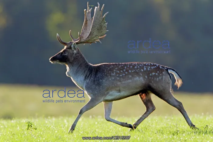 : Fallow Deer - buck running - during the rutting season : Fallow Deer - buck running - during the rutting season