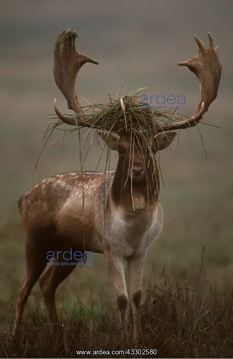 : FALLOW DEER - Buck in Rut, with grass on antlers : FALLOW DEER - Buck in Rut, with grass on antlers
