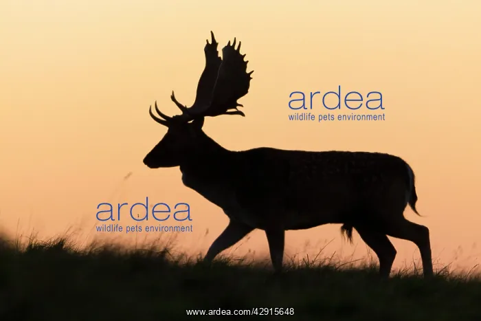  : Fallow Deer - buck as silhouette moving along horizon