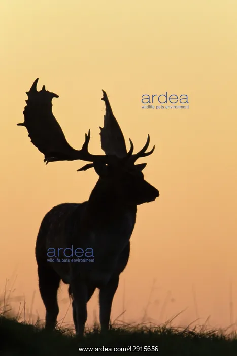 : Fallow Deer - buck as silhouette standing on horizon : Fallow Deer - buck as silhouette standing on horizon