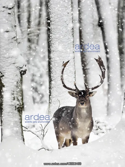 : Fallow Deer, buck in snow covered forest, Germany : Fallow Deer, buck in snow covered forest, Germany