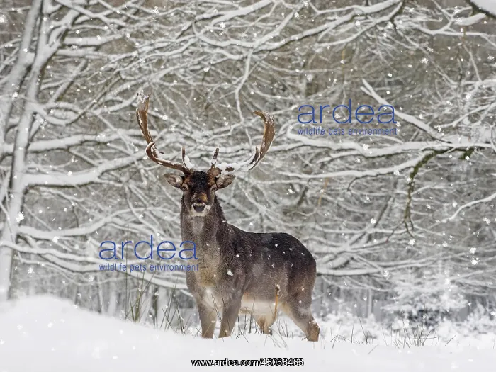 : Fallow Deer - buck in snow covered forest - Germany : Fallow Deer - buck in snow covered forest - Germany