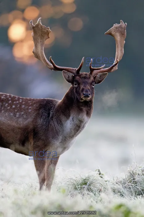 : Fallow Deer - buck standing alert - early morning : Fallow Deer - buck standing alert - early morning