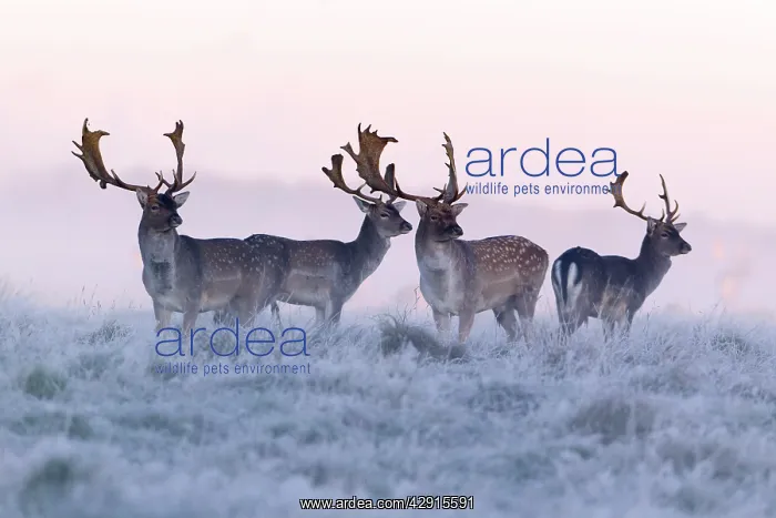 : Fallow Deer - buck - four standing alert on frost : Fallow Deer - buck - four standing alert on frost