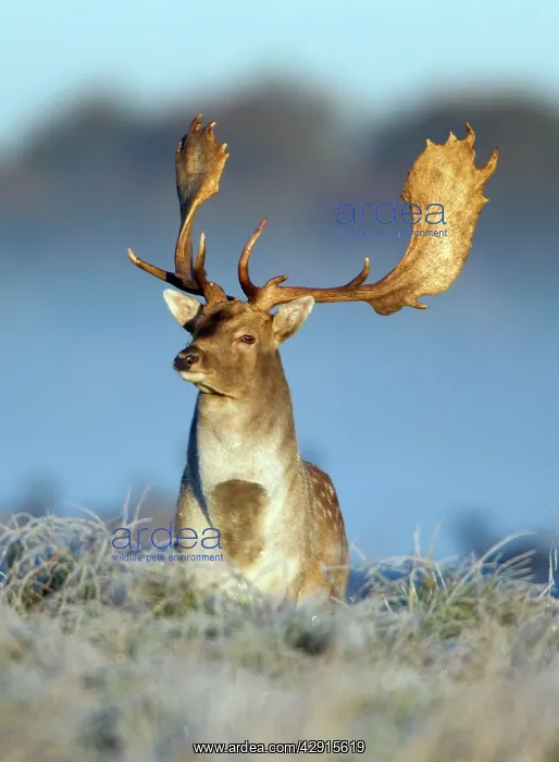 : Fallow Deer - buck standing alert on frost covered : Fallow Deer - buck standing alert on frost covered