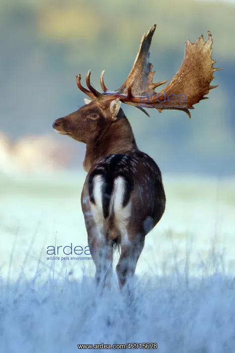 : Fallow Deer - buck standing alert - during the rut : Fallow Deer - buck standing alert - during the rut