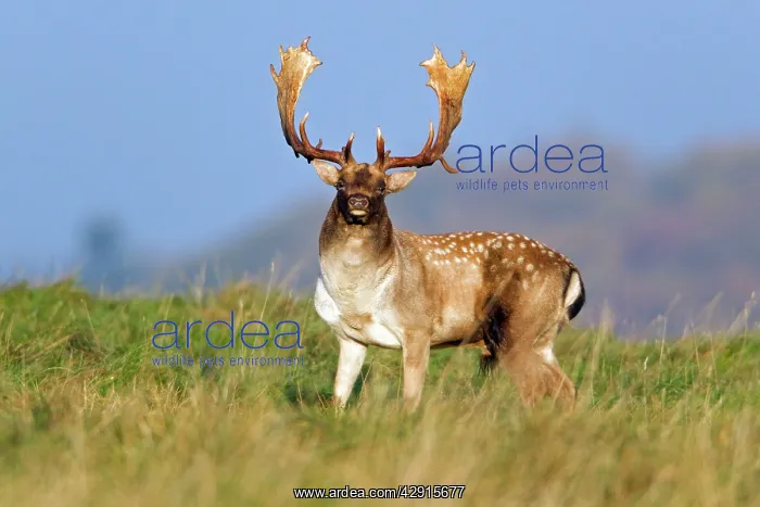 : Fallow Deer - buck standing alert - during the rut : Fallow Deer - buck standing alert - during the rut