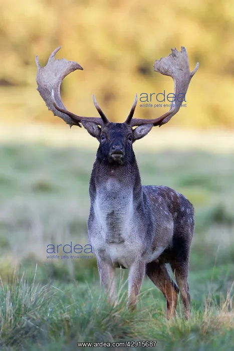 : Fallow Deer - buck standing alert - during the rut : Fallow Deer - buck standing alert - during the rut
