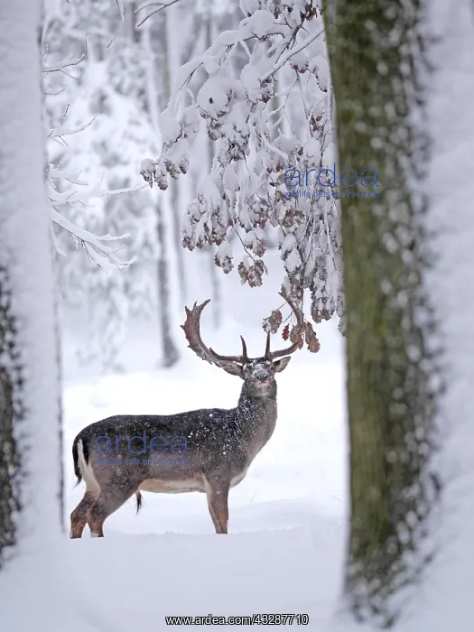 : Fallow Deer- buck is standing in a snow covered : Fallow Deer- buck is standing in a snow covered