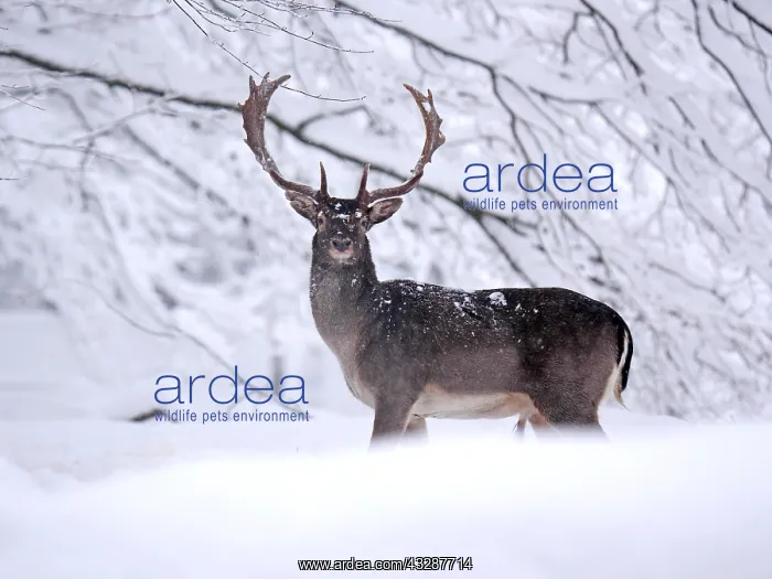 : Fallow Deer- buck is standing in a snow covered : Fallow Deer- buck is standing in a snow covered