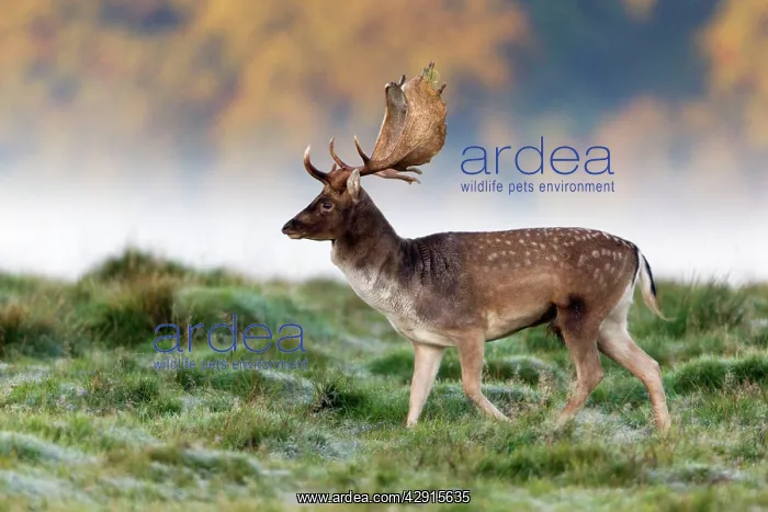  : Fallow Deer - buck walking across frosty covered
