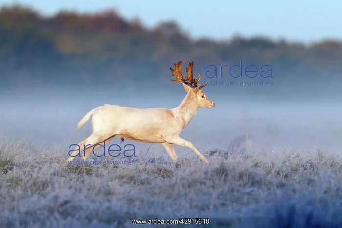  : Fallow Deer - buck with white coat running across