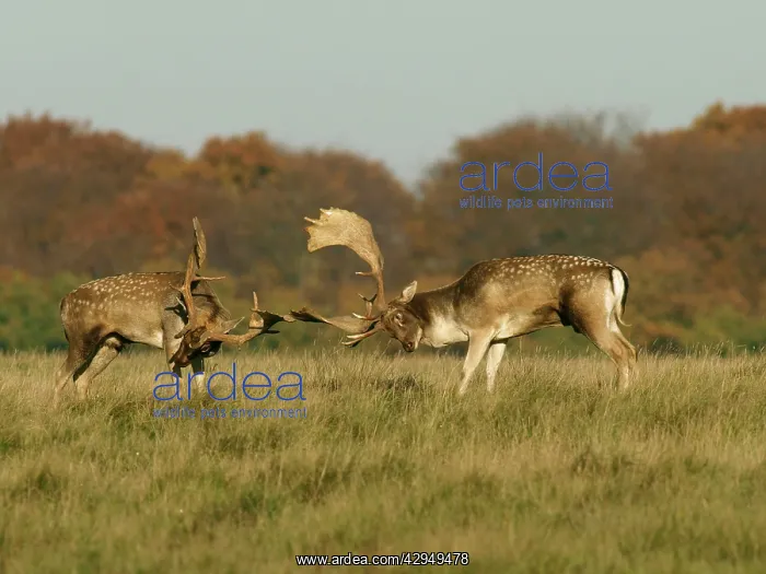 : Fallow deer - bucks fighting : Fallow deer - bucks fighting