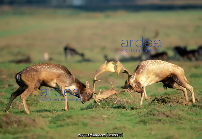 : Fallow Deer - bucks fighting during Rut : Fallow Deer - bucks fighting during Rut