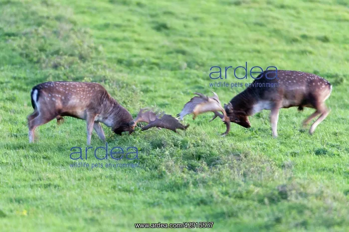 : Fallow Deer - two bucks fighting - during the rut : Fallow Deer - two bucks fighting - during the rut