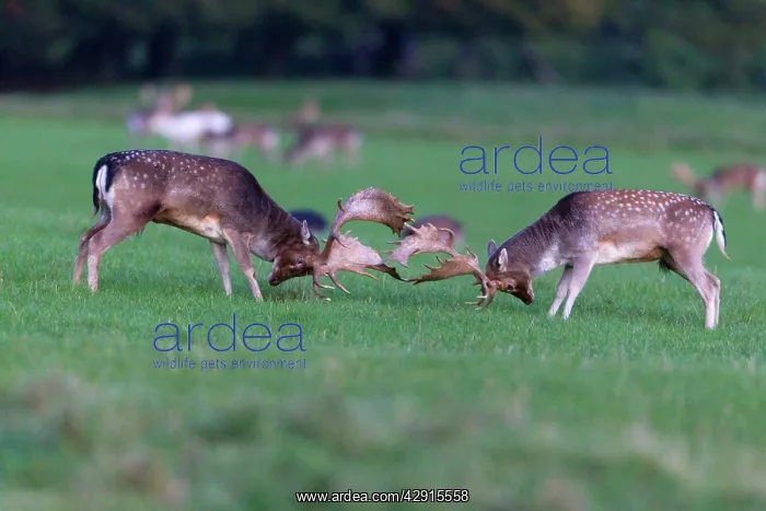 : Fallow Deer - two bucks fighting - during the rut : Fallow Deer - two bucks fighting - during the rut